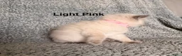 Ragdoll cats for sale: Purebred Blue Point & Blue Mitted ragdolls - Advert 25