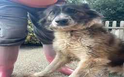 Mixed Breed dogs for adoption: Hilda - Norwich Norfolk  - Image 22