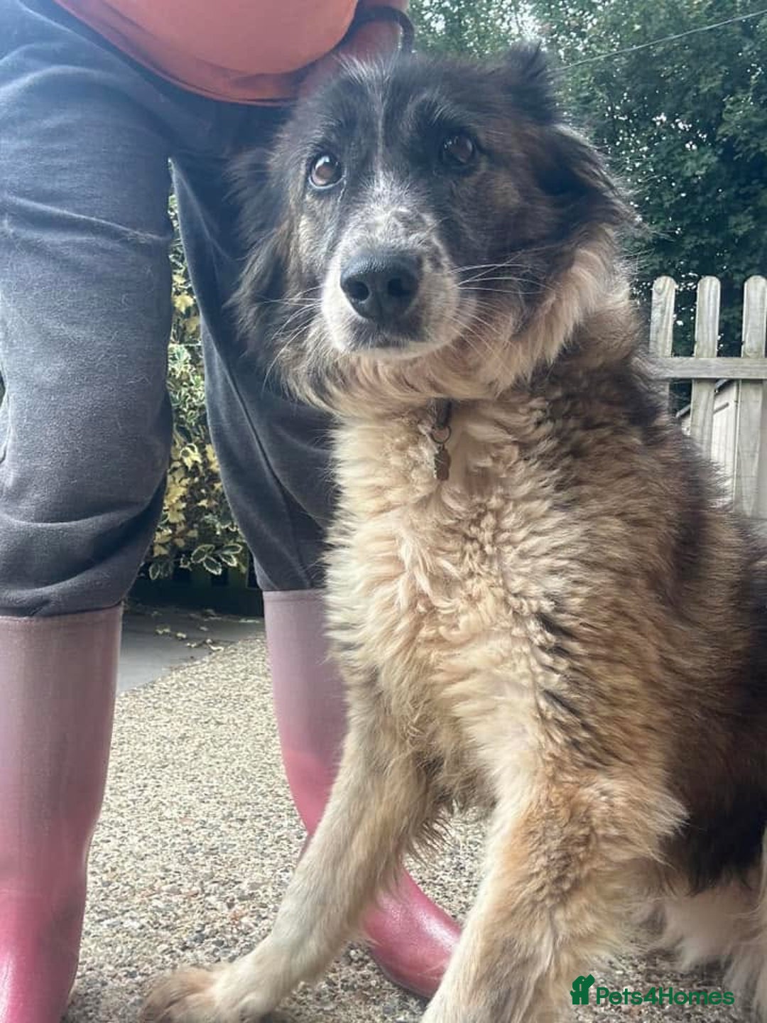 Mixed Breed dogs for adoption: Hilda - Norwich Norfolk  - Image 22