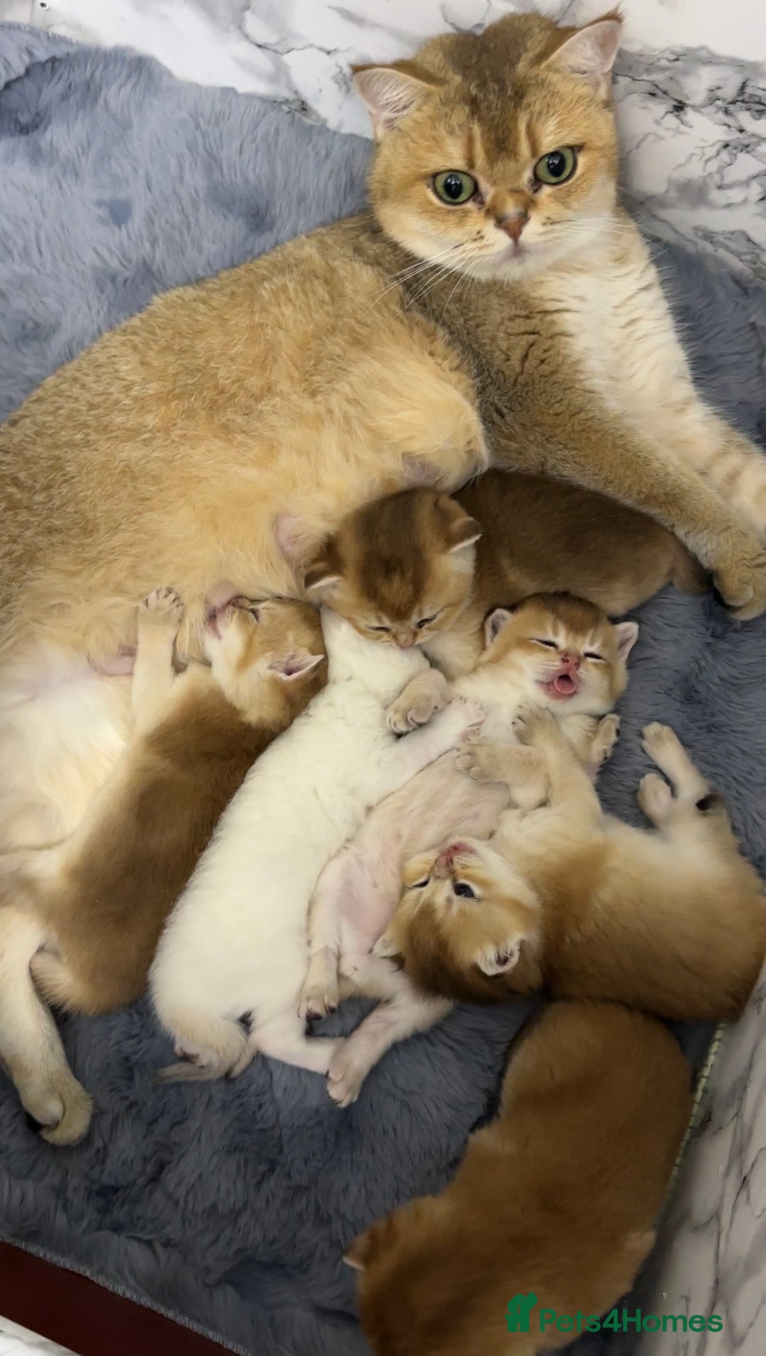 British Shorthair cats for sale: Fully pedigree kittens - Advert 2