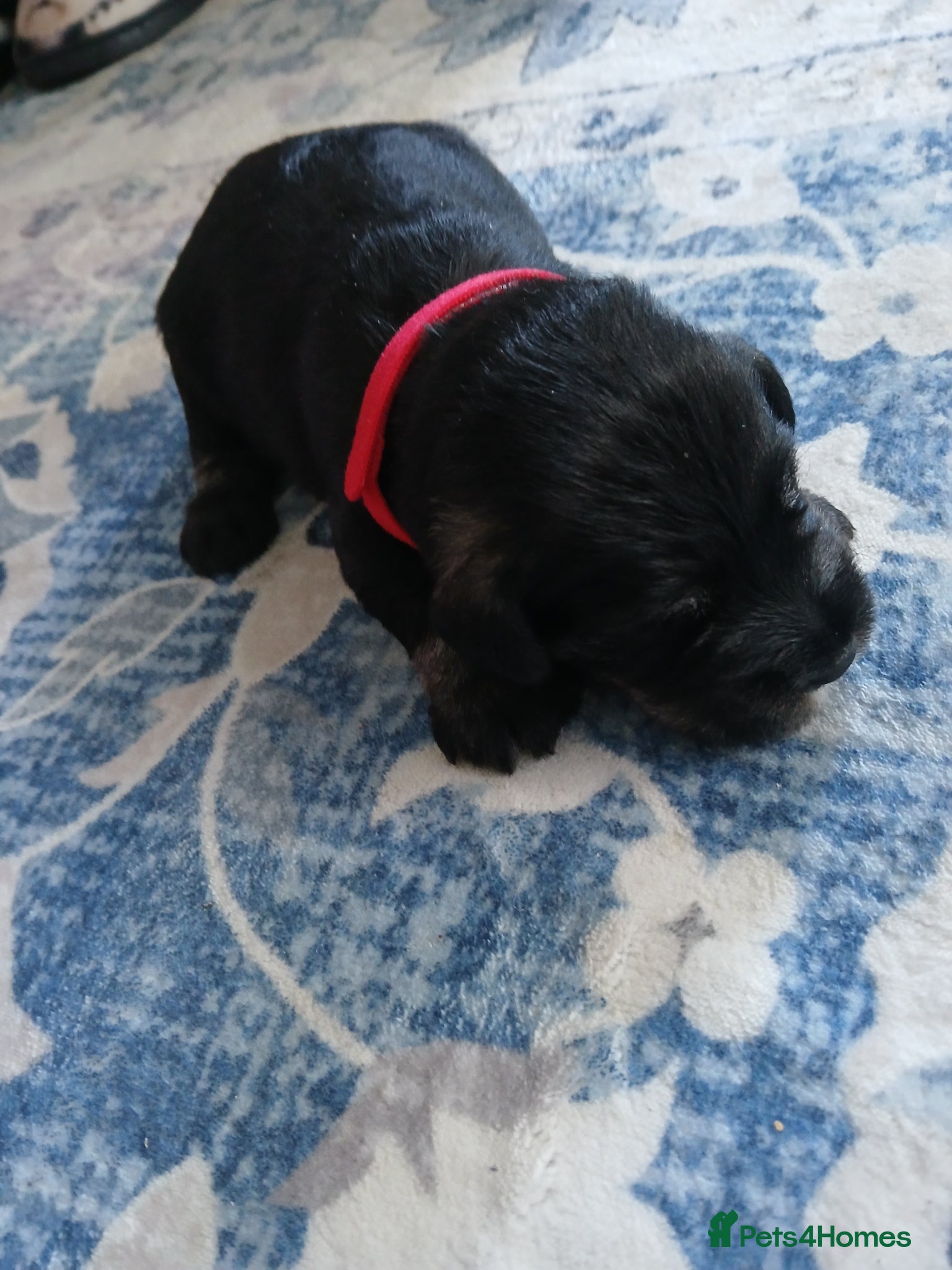 Miniature Schnauzer dogs Pepper & Salt Boy - Advert 2