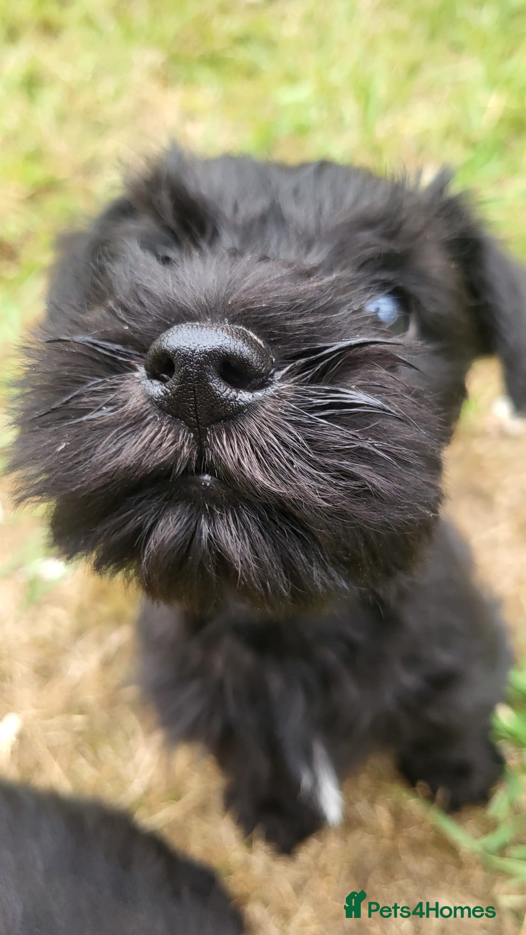 Miniature Schnauzer dogs for sale: Gorgeous littler of beautiful miniature schnauzer - Image 13