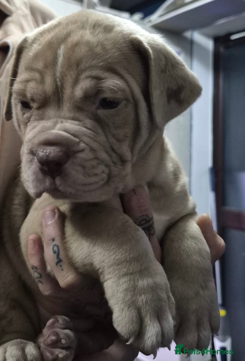 Mastiff dogs Mastiff hybrids  - Advert 1