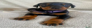 Purple collar Black and Tan female 