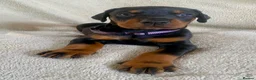 Dobermann dogs for sale: Health tested European puppies  - Advert 9