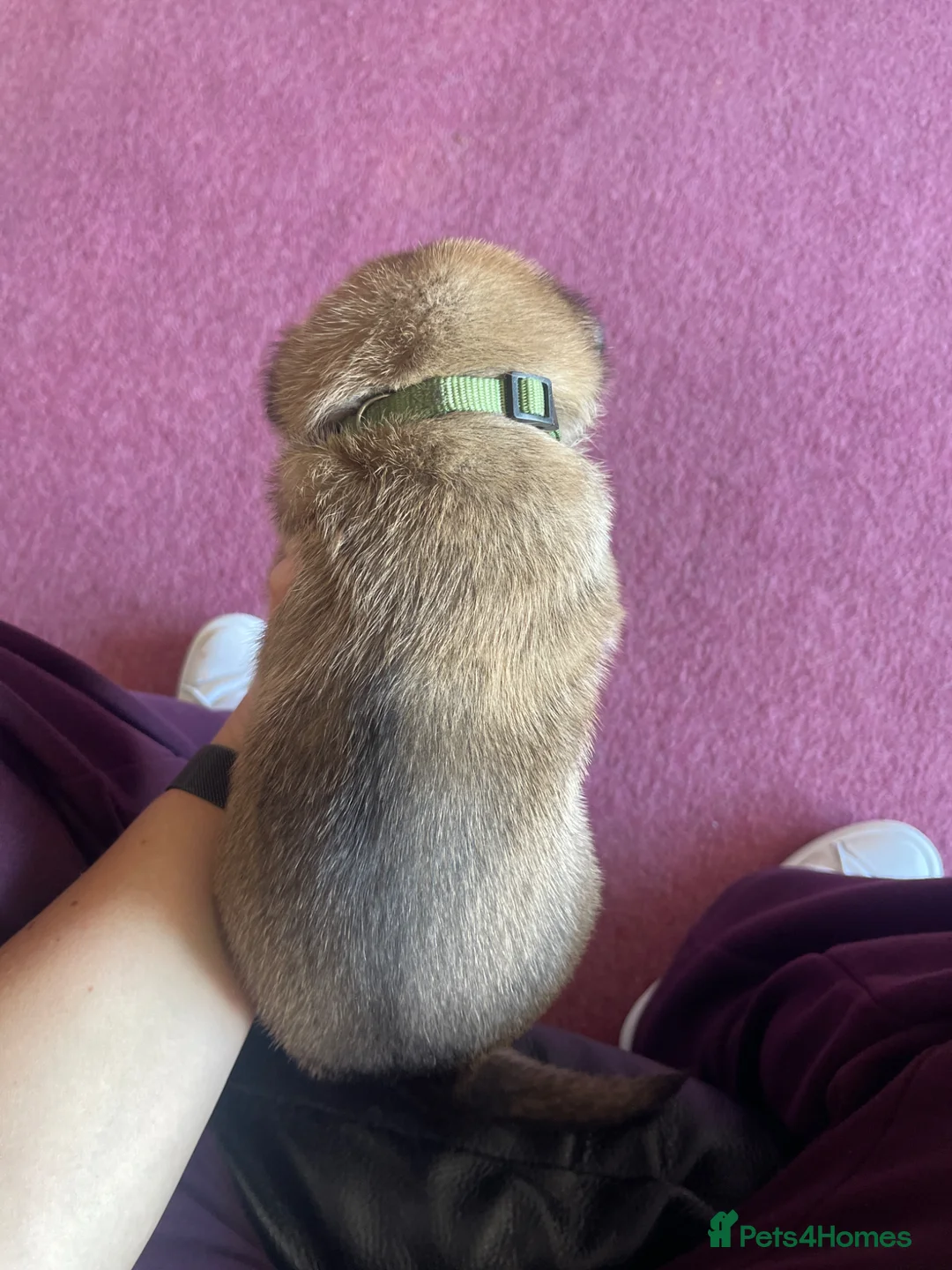 Belgian Shepherd Dog dogs for sale: Stunning Belgian Malinois puppies  - Advert 2