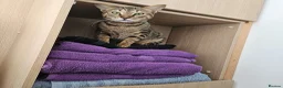 Mixed Breed cats for adoption: Ziggy! An absolute bundle of joy and quirckness - Advert 12