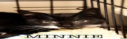 Domestic Shorthair cats for sale: Lovely black kittens available - Advert 8