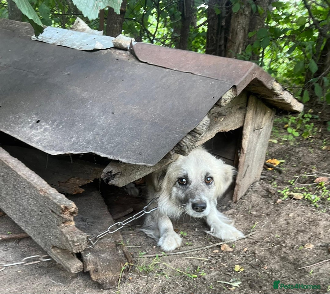 Border Collie dogs for adoption: JOEY – Border Collie (Male) - Advert 4