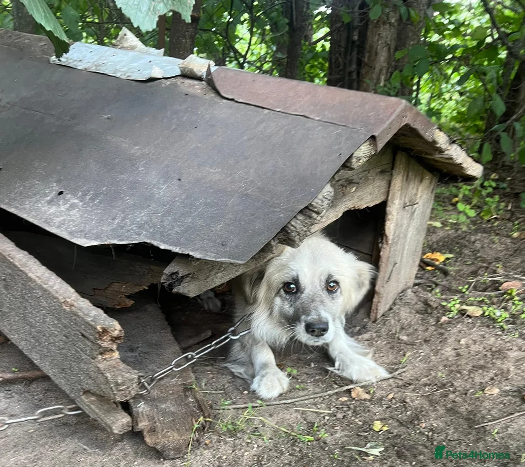 Border Collie dogs for adoption: JOEY – Border Collie (Male) - Advert 4