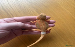 Bearded Dragon reptiles for sale: Baby bearded dragons  - Image 3