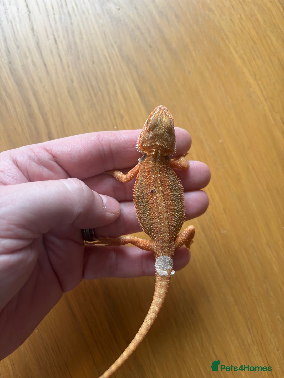 Bearded Dragon reptiles for sale: Baby bearded dragons  - Image 3