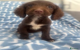 Cocker Spaniel dogs for sale: Cocker spaniel puppies  - Image 2