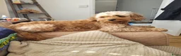 Mixed Breed dogs for sale: Female Cavapoochon puppies in Merthyr Tydfil - Advert 2