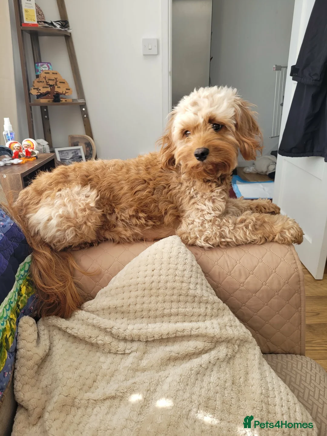 Mixed Breed dogs for sale: Female Cavapoochon puppies in Merthyr Tydfil - Advert 2