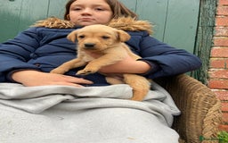 Labrador Retriever dogs for sale: Labrador puppies for sale 🐶 - Image 14