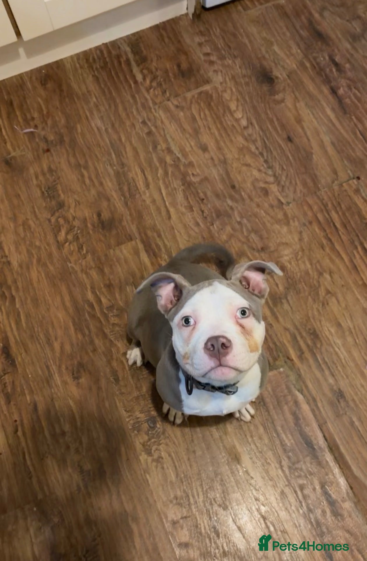 American Bully dogs Male American pocket bully  - Advert 2