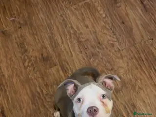 American Bully dogs Male American pocket bully - Advert 2