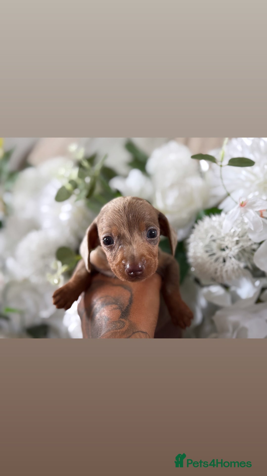 Miniature Dachshund dogs for sale: ⭐️Beautiful litter Of Rainbow Dachshund Puppies⭐️ - Image 8