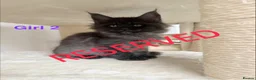 Maine Coon cats for sale: Only 2 left. SHOW QUALITY MAINE COON KITTENS  - Advert 9
