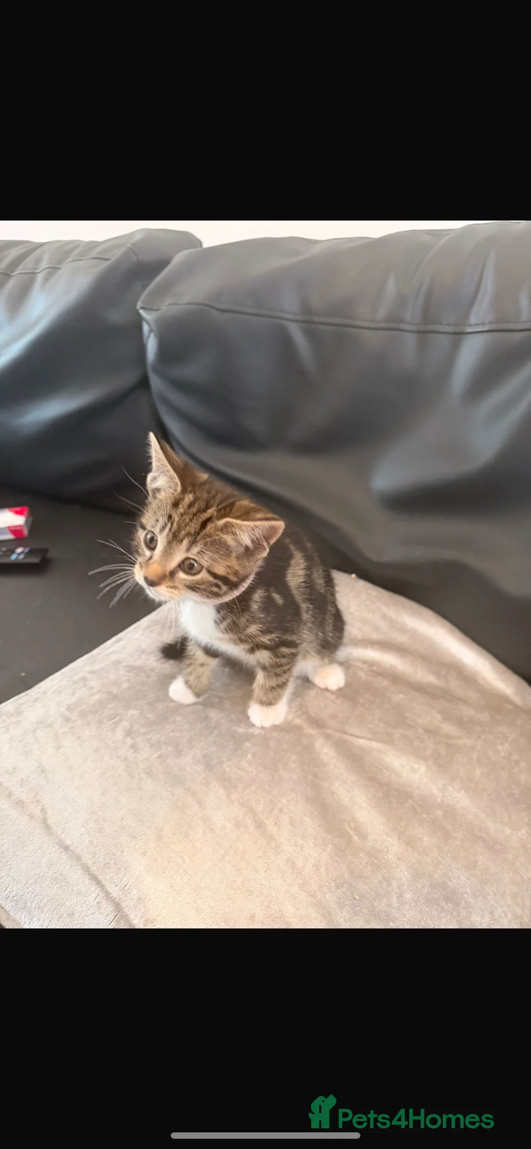 Mixed Breed cats for sale: Two beautiful tabby kittens left  in Swindon - Advert 4