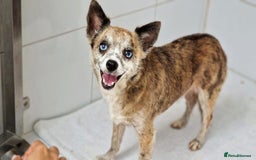 Chihuahua dogs for adoption: Tiger  - Image 1