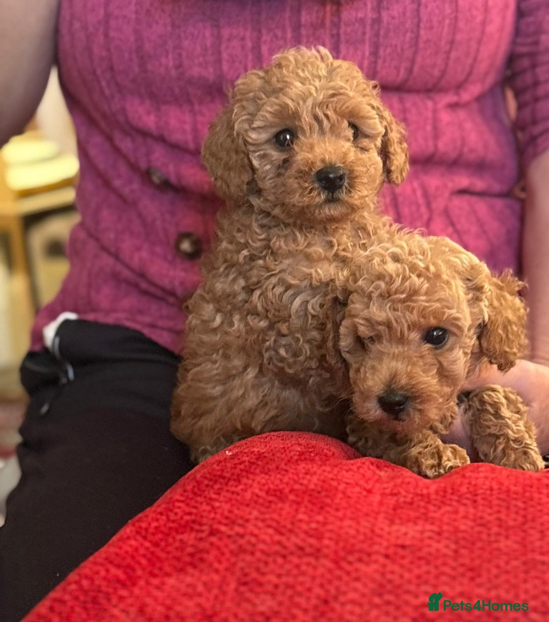 Toy Poodle dogs for sale: KC Reg. Mr Sunshine & Miss Scarlett remain ! - Advert 8