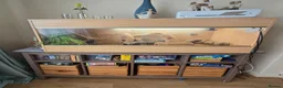 Bearded Dragon reptiles for sale: Bearded dragon in Weymouth - Advert 1
