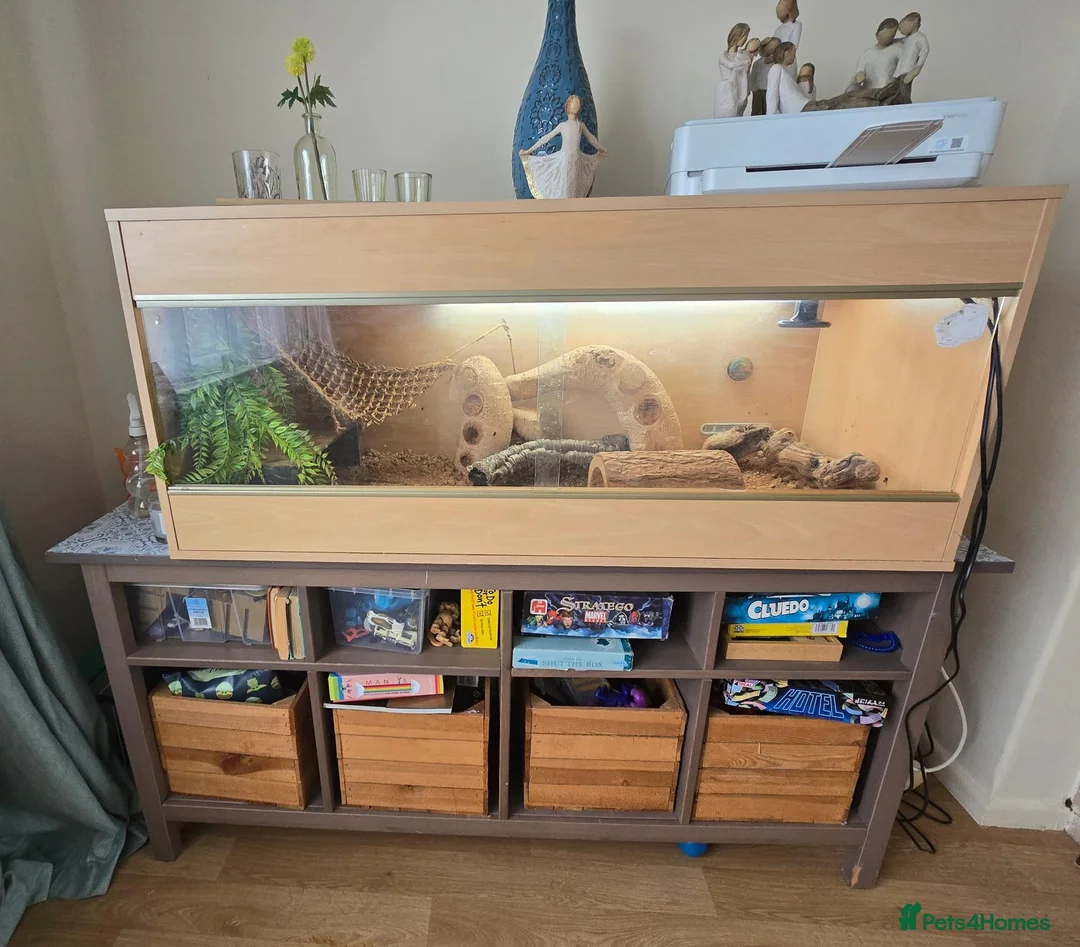 Bearded Dragon reptiles for sale: Bearded dragon in Weymouth - Advert 1