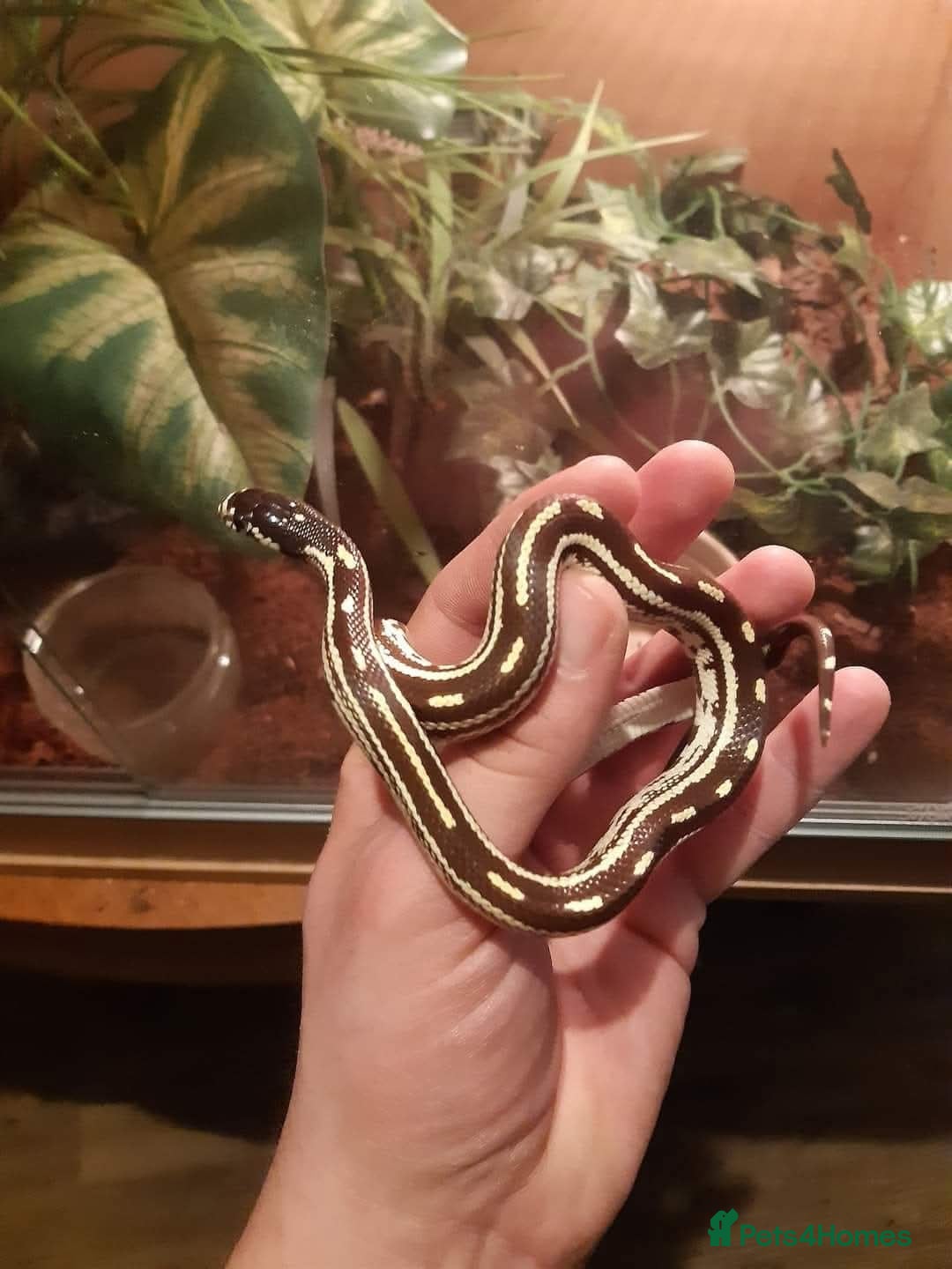 Snake reptiles for sale: Boa, California king snake, corn snakes  - Image 4