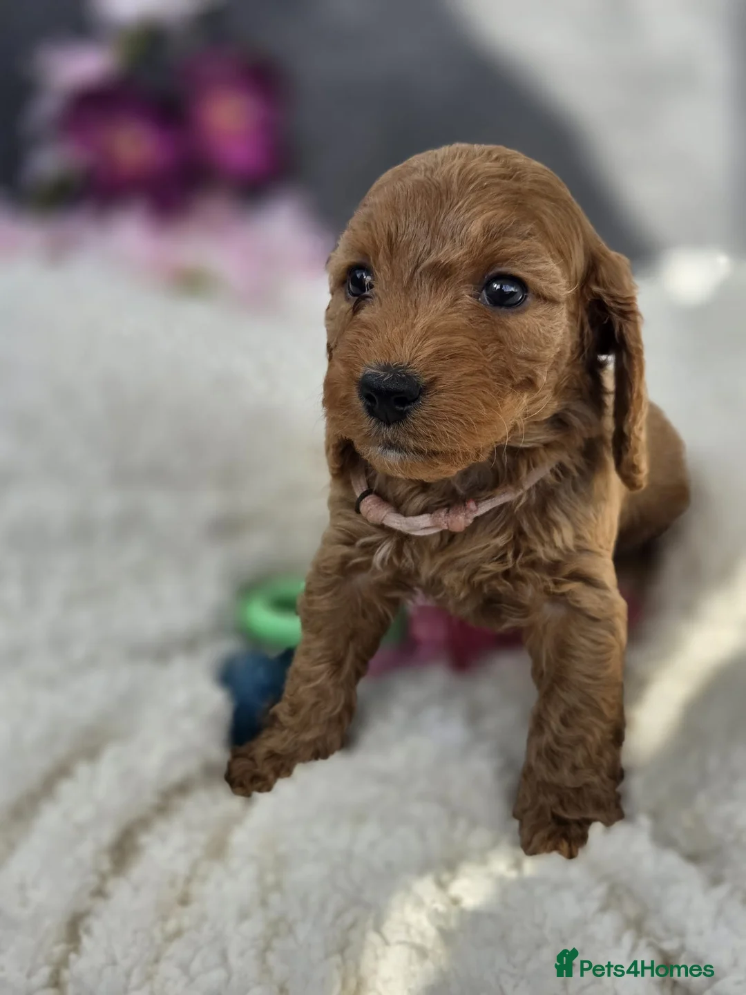 Cockapoo dogs for sale: Gorgeous cockapoo pups - Advert 2