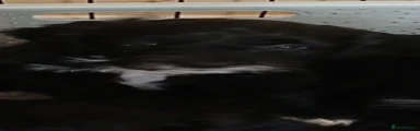 Cockapoo 1