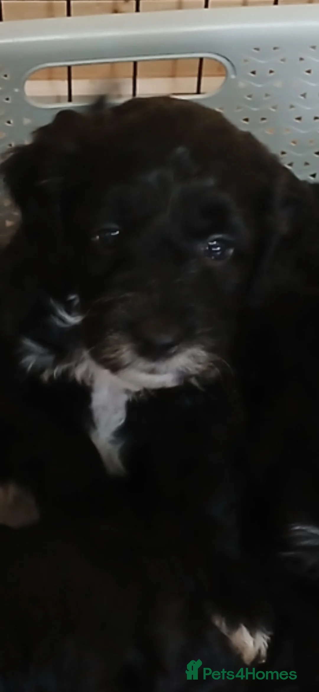 Cockapoo dogs for sale: F1 litter of cockapoo pups for sale  - Advert 13