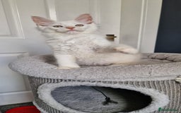 Maine Coon cats for sale: ** Last 2** Shaded line GCCF Registered Mainecoons - Image 3