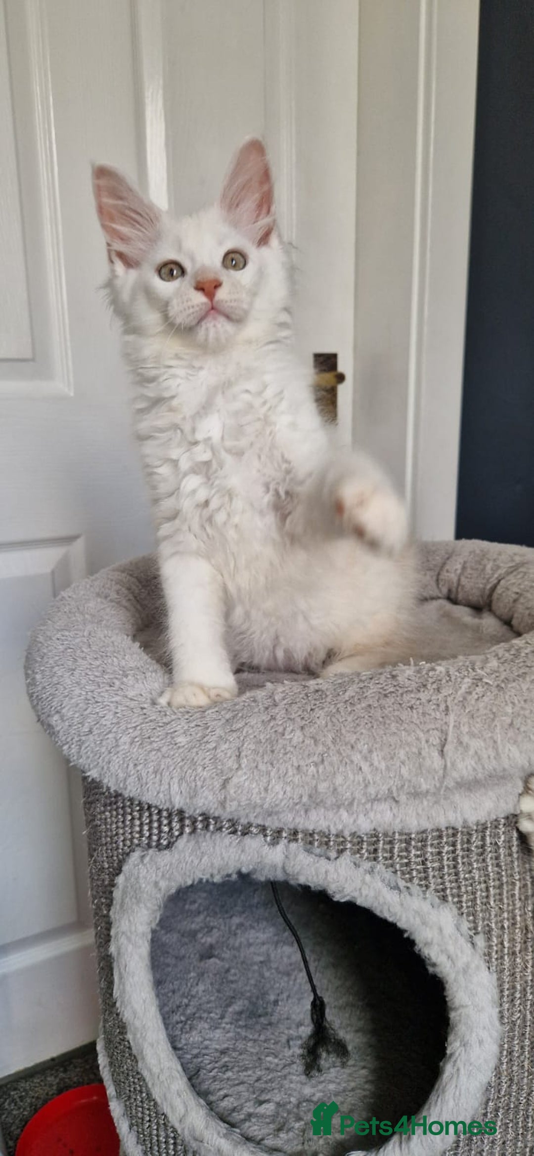 Maine Coon cats for sale: ** Last 2** Shaded line GCCF Registered Mainecoons - Image 3