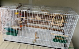 Finches birds for sale: Zebra finches with cage and accessories  - Image 3