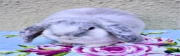 Mini Lop rabbits for sale: Pedigree Mini Lops in Tamworth - Advert 18