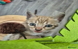 Bengal cats for sale: TICA large/clouded rosettes snow bengal kittens  - Image 6