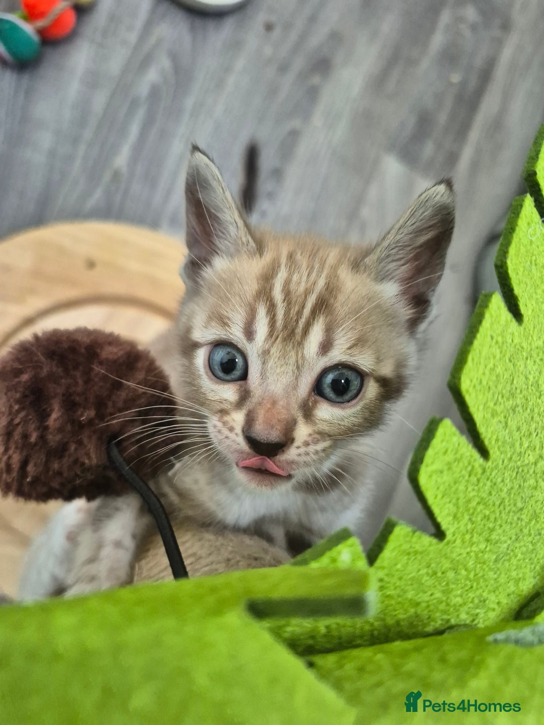 Bengal cats for sale: TICA large/clouded rosettes snow bengal kittens  - Image 6