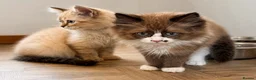 Ragdoll cats for sale: Ragdoll & Ragdoll cross kittens - Advert 10