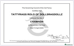 Ragdoll cats for sale:  GCCF Ragdoll kittens. Grand Champion lines - Image 3
