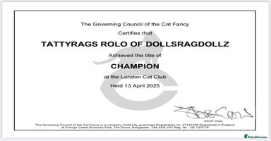 Ragdoll cats - Advert 3
