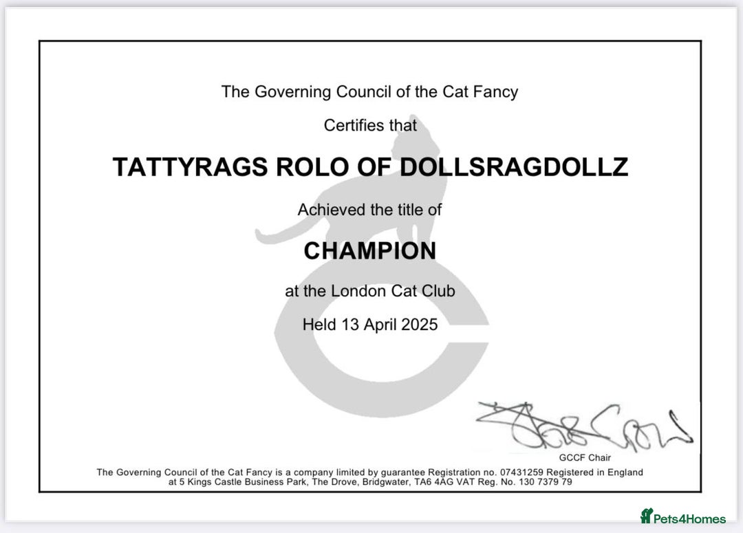 Ragdoll cats for sale:  GCCF Ragdoll kittens. Grand Champion lines - Image 3