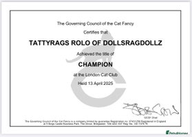 Ragdoll cats - Advert 3