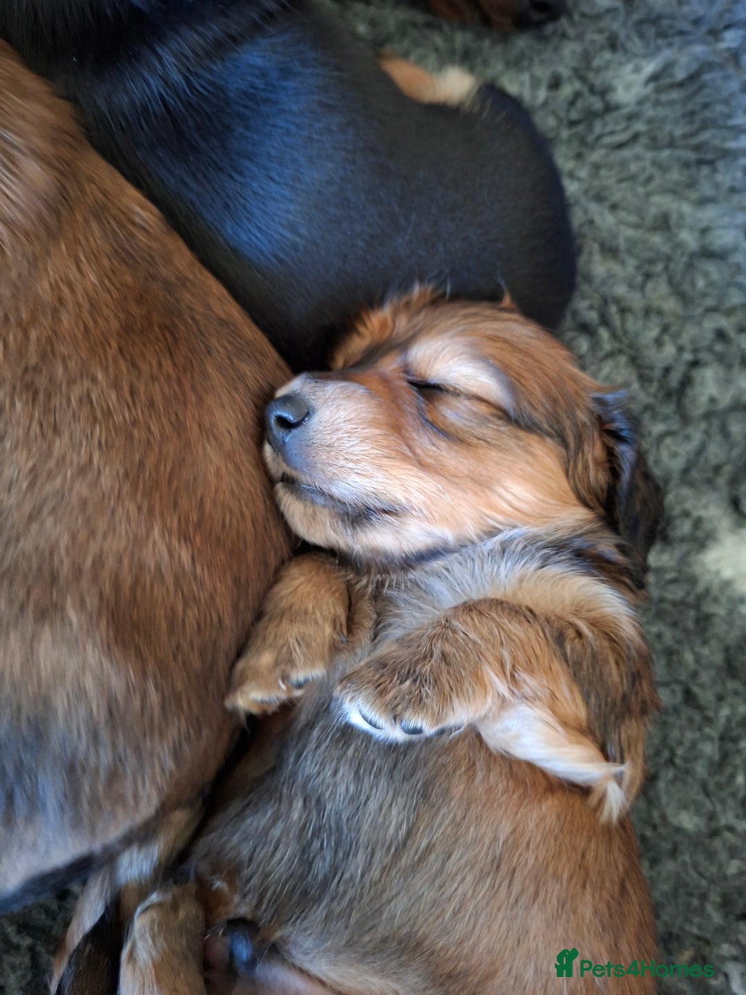 Miniature Dachshund dogs for sale: Long haired shaded cream miniature dachshunds  - Advert 6