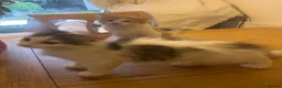 Norwegian Forest Cat cats for sale: Gorgeous Norwegian forest x kittens - Advert 5