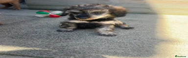 Toy Poodle Puppy 1