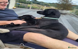 Labrador Retriever dogs for sale: Calm & gentle black 10wk old boy & girl - working - Image 9