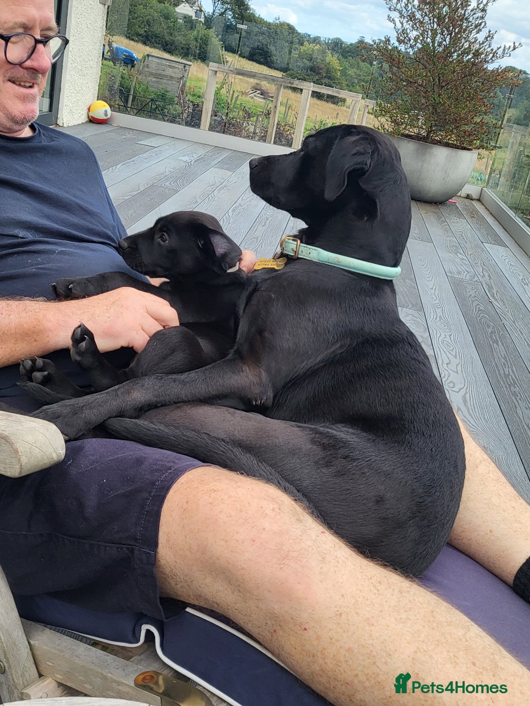 Labrador Retriever dogs for sale: Calm & gentle black 10wk old boy & girl - working - Image 9