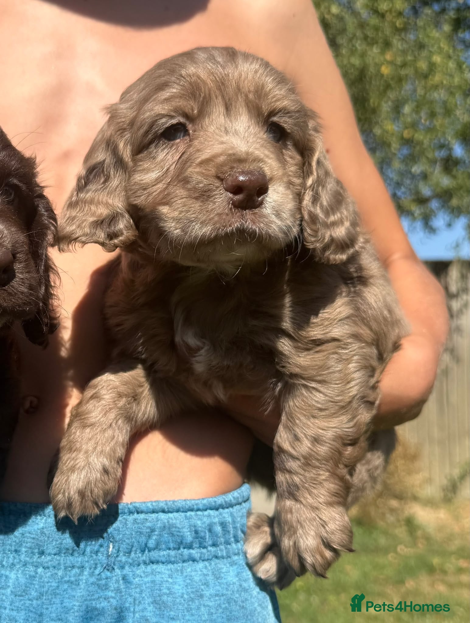 Cocker Spaniel dogs Cocker spaniel  - Advert 2